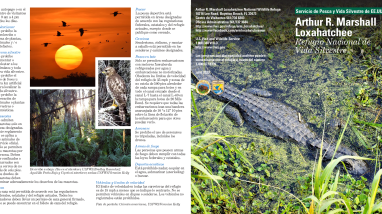 ARM Loxahatchee NWR General Brochure Spanish