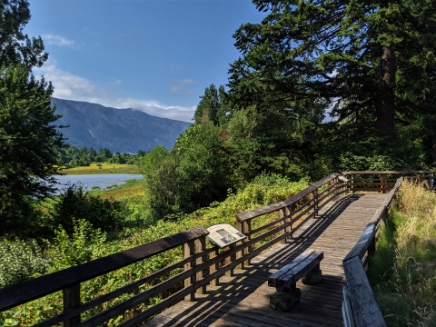 Looking west from the far end of the Franz Lake overlook with green vegetation, views of the lake and Oregon across the Columbia river in the background.