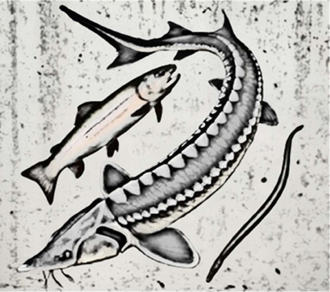 A stylized image of three fish, to the left a salmonid, in the middle, a larger sturgeon with a pointy nose and fins, and to the right a long, eel shaped Pacific lamprey