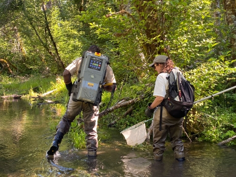 Two people in a forest-lined stream with backpack electro-shocking and netting gear