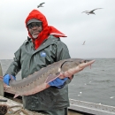 Biologist holds live Atlantic sturgeon