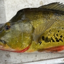 Butterfly Peacock Bass