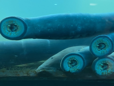 A view through glass of four long fish in blue water with their mouths suctioned onto the glass and showing their round, jawless mouths with rows of teeth.