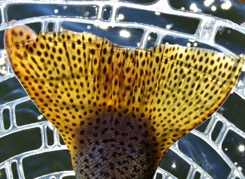 A yellow fish tail covered with dark spots. The sun is shining through the tail and glinting off the water in the background. 