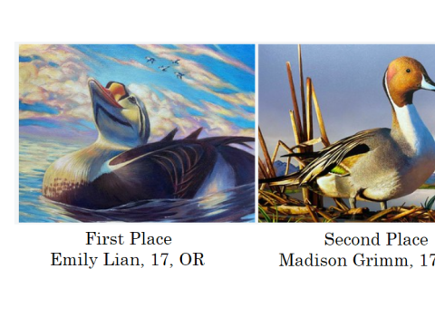 Junior Duck Stamp 2024 Winning images
