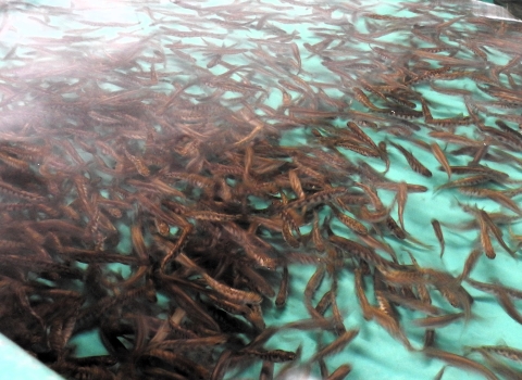 A bunch of young baby trout swimming.