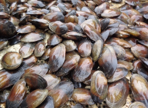 Bunch of brown speckled pocketbook mussels.