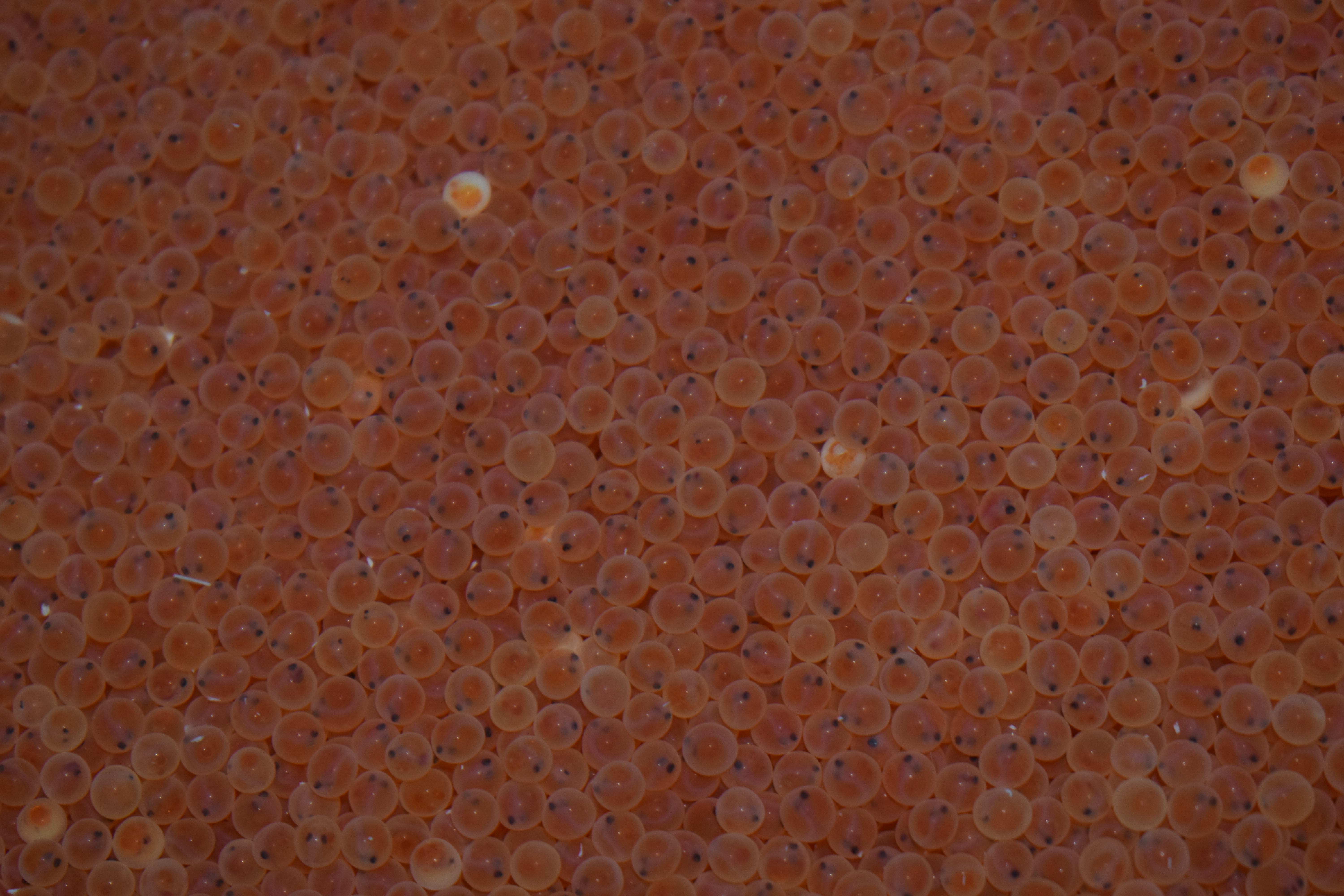 Rainbow trout eggs at Erwin National Fish Hatchery | FWS.gov