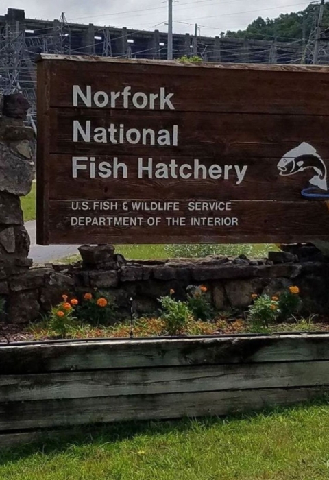 Norfork National Fish Hatchery Entrance Sign