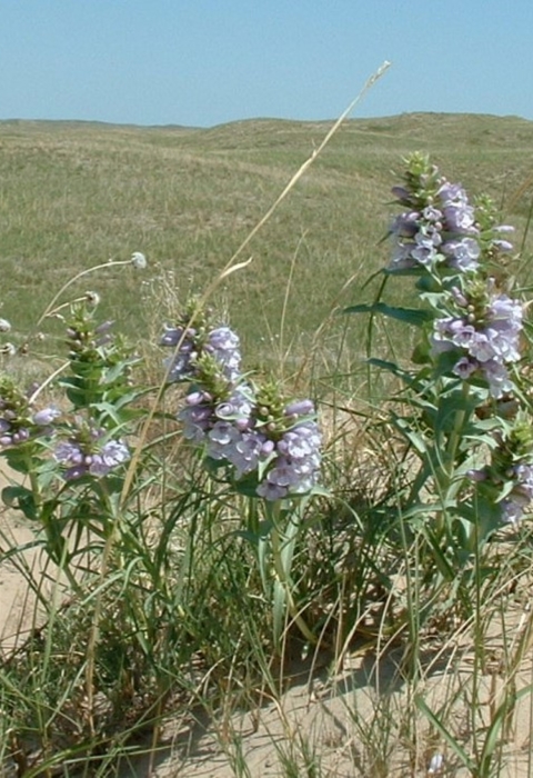 Crescent Lake National Wildlife Refuge | Species | U.S. Fish & Wildlife ...