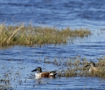 Northern Shovelers
