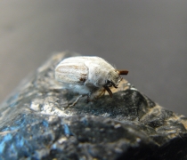 Image of a Casey's June beetle