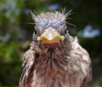 Fledgling baby bird