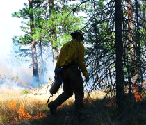 A firefighter uses a drip torch to start a prescribed fire