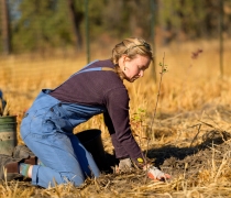A volunteer plants a tree as part of a habitat restoration project