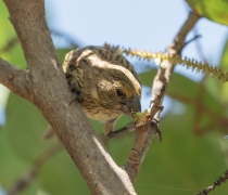 ʻEkupuʻu standing on branch eating seeds after it was released at Midway Atoll