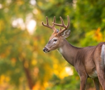 Adult white-tailed buck with velvet-covered antlers and green foliage in the background