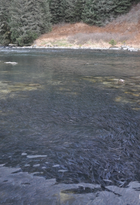 mass of fish migrating up a shallow stream