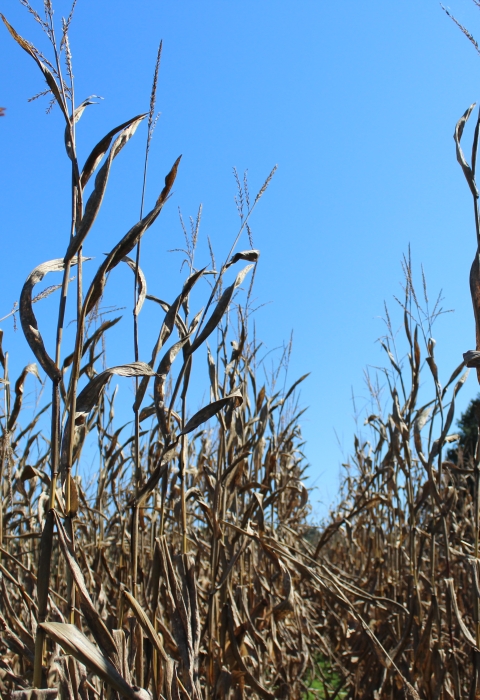 Dried corn stalks in a field with a clear blue sky in the background.