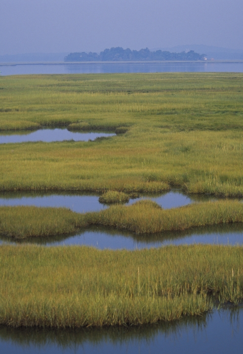 water and marsh vegetation weave together throughout a wetland