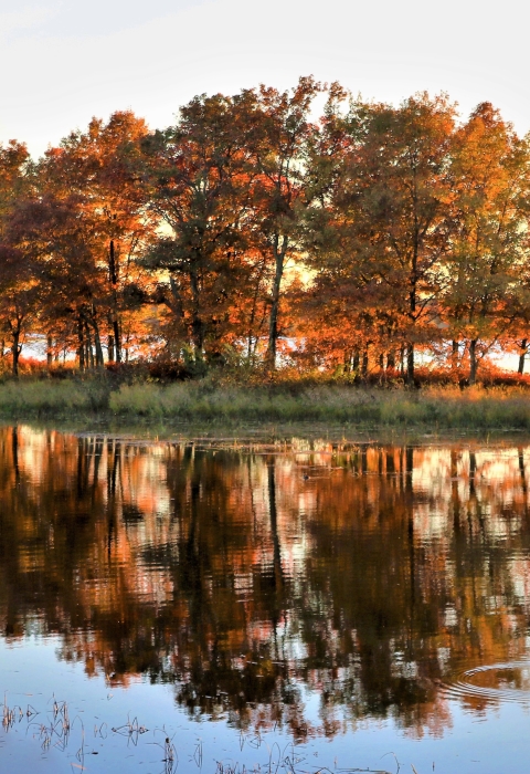 Fall trees illuminated by sunlight
