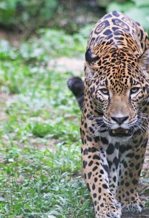 A jaguar at the Belize Zoo