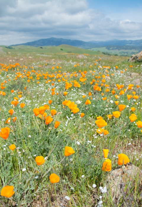 Poppies cover a hillside on Coyote Ridge preserve in northern California