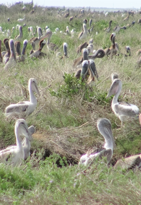 Yound and adult brown pleicans nesting