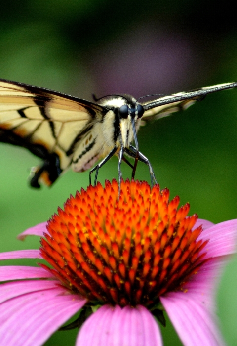 Tiger swallowtail butterfly on purple coneflower