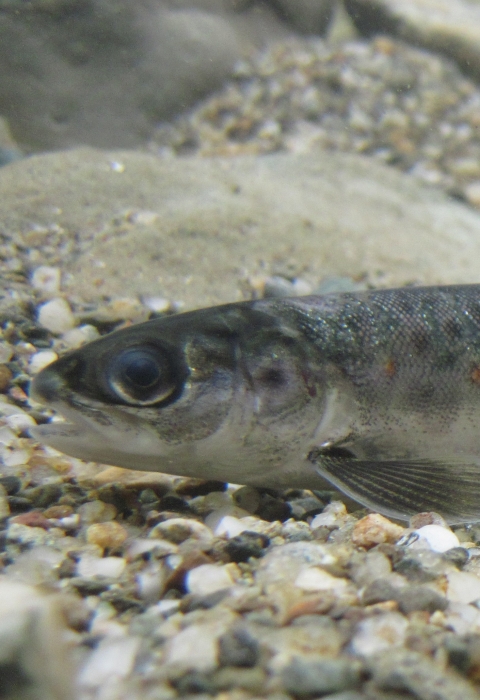 LCFWCO - Salmon Parr