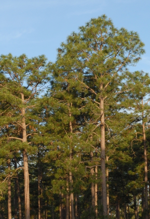 Longleaf pine forest