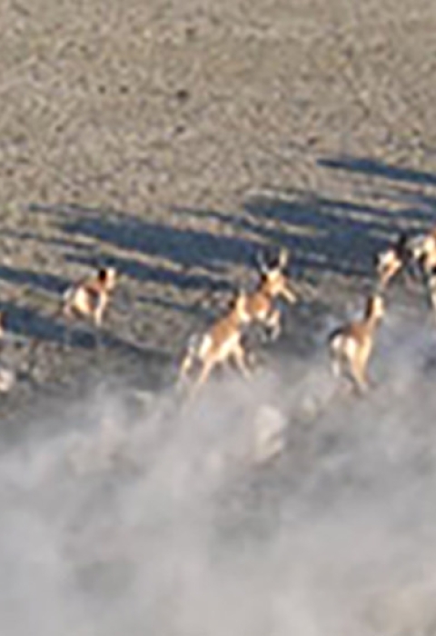 Herd of American Pronghorn