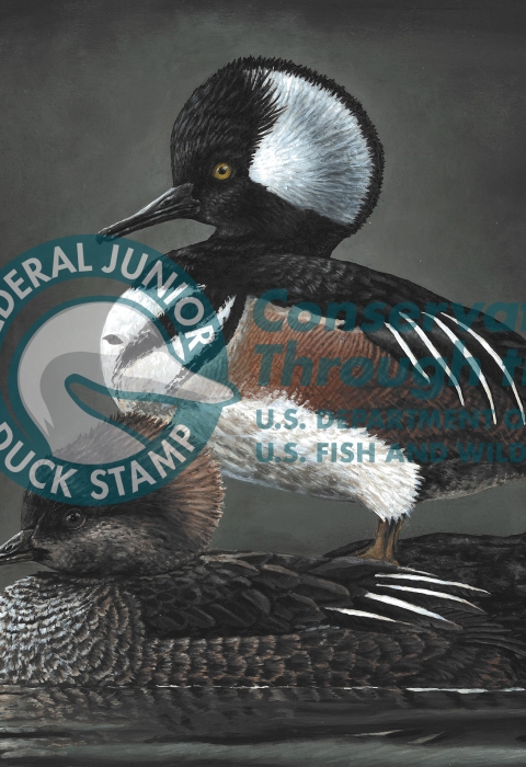 acrylic painting of a pair of hooded mergansers