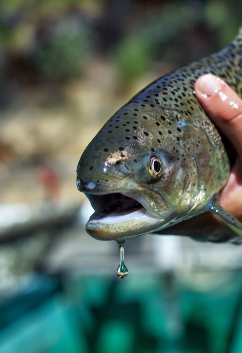 Two hands hold a fish with its face to the camera