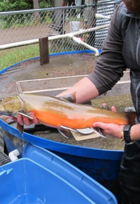 Avista biologist holding a Bull Trout before transport to be released into the Clark Fork River