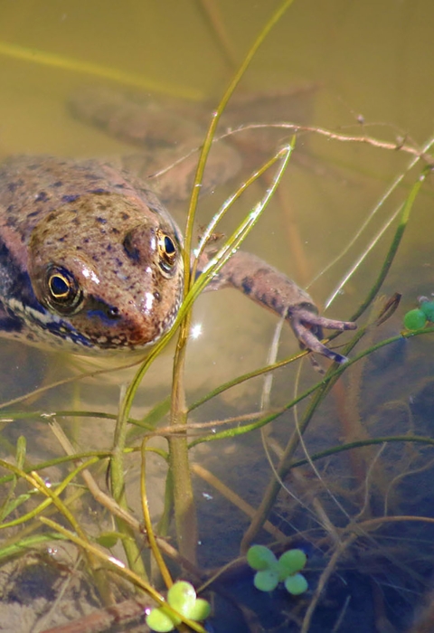 A red frog floating in a pond