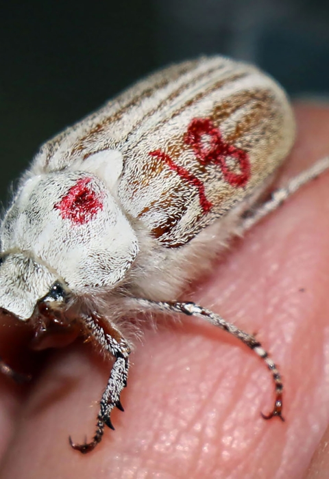 closeup of a white beetle with the number "18" written on its back in red felt tip pen