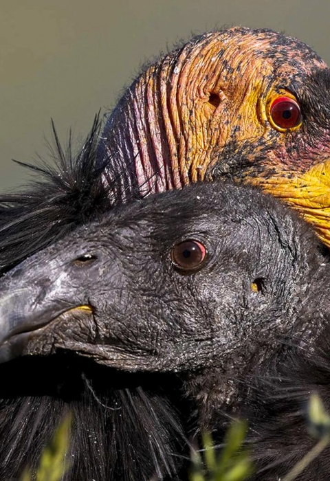 An adult and juvenile California condor