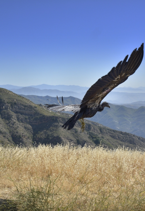 A large bird flies above the ground