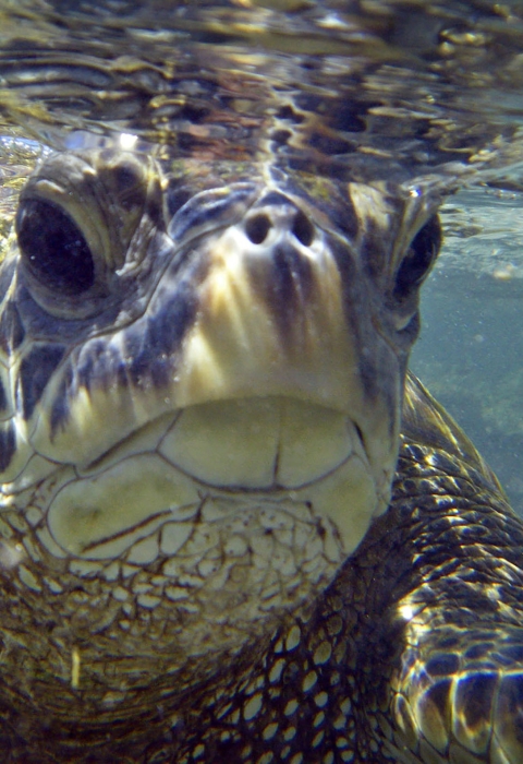 underwater closeup of sea turtle facing camera