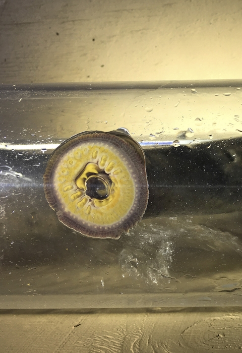 A parasitic eel-like fish with a gaping mouth