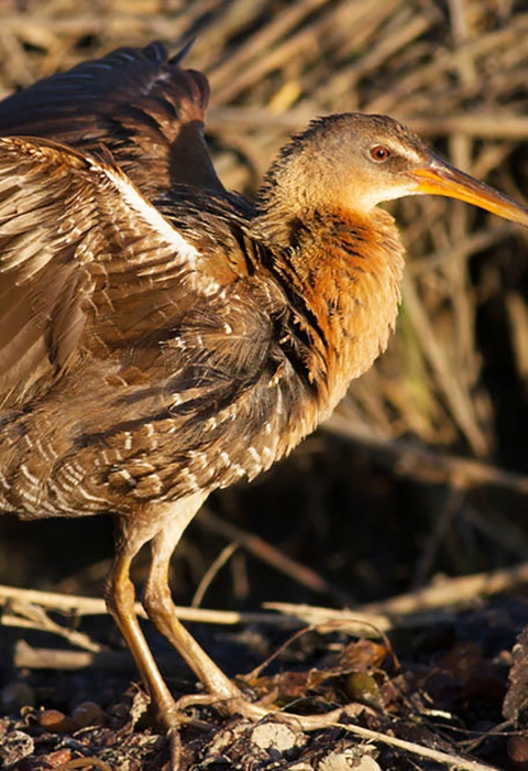 A brown bird standing on a rock spreading its wings