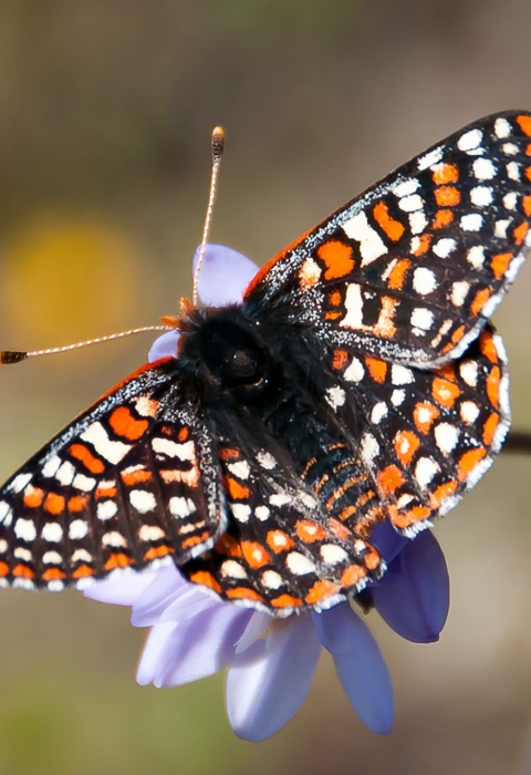 A black, white, and orange butterfly sits on purple flower
