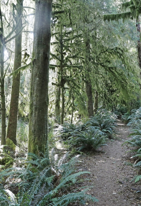 Sun breaks through moss-covered trees in a forest with a floor of ferns