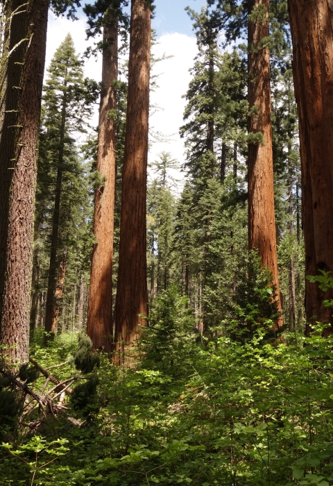 Large evergreen tree trunks dominate the view, reaching into the sky from the forest floor