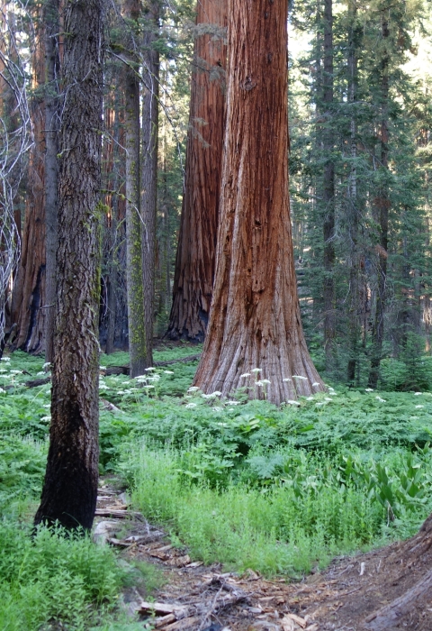 large evergreen trees rise up from a meadow of green and white flowers