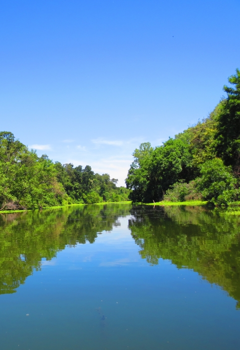 A view of the Sacramento River. Its flat, blue water is lined by bright green trees and vegetation. Blue skies are overhead.