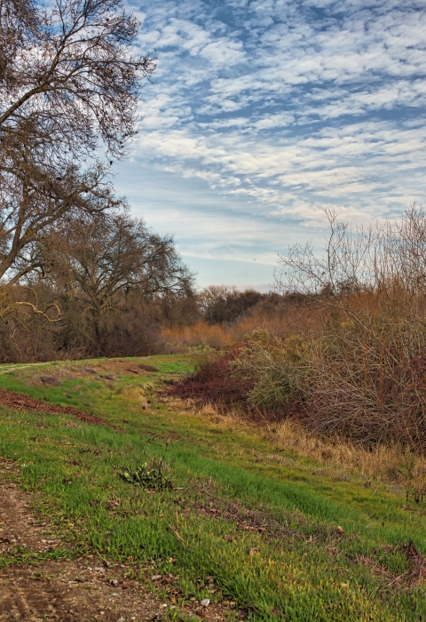 A levee winds between large oak trees and blackberry brambles. It's winter and mud on the levee is interrupted by green patches of grass. The trees and bushes are bare. 