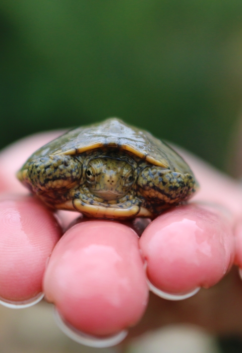 A small turtle resting on a person's hand