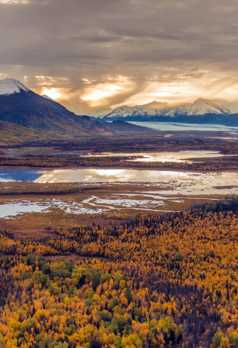 Scenic Alaska landscape with forests in the foreground and mountains in the background. 